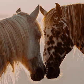 Horse art print of an Appaloosa and gray horse by Lara Baeriswyl - horse face detail