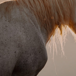Horse art print of an Appaloosa and gray horse by Lara Baeriswyl - horse mane detail