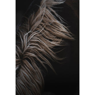 Fine art equine photography of a horse mane by Lara Baeriswyl