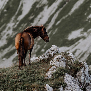 Fine art print of a horse standing on a Swiss mountain by Lara Baeriswyl - horse detail