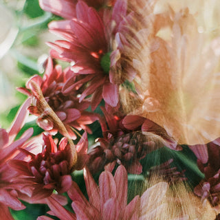 Multiple exposure film photography of a horse and pink flowers by Sara Ceraldi - mane detail