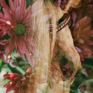 Multiple exposure film photography of a horse and pink flowers by Sara Ceraldi - face detail