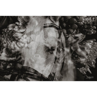 Black and white film photo of a horse overlaid with flowers by Sara Ceraldi