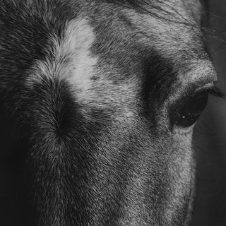 Black and white portrait of a horse by Anna Archinger - horse eye detail