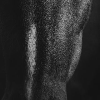 Black and white portrait of a horse by Anna Archinger - horse face detail