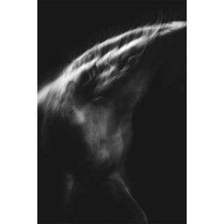 Dramatic photo of a gray horse in motion against a black background by Anna Archinger