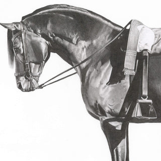 Original pencil illustration of an endurance horse by equine artist Hailey Sullivan - horse head and bridle detail