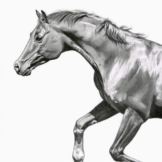 Original charcoal drawing of a galloping horse by equine artist Hailey Sullivan - head detail