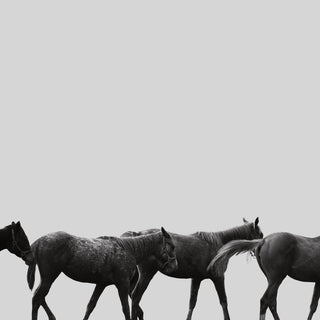 Minimalist equestrian photography art print of Thoroughbred racehorses in Saratoga by Kate Stephenson - horse coat detail