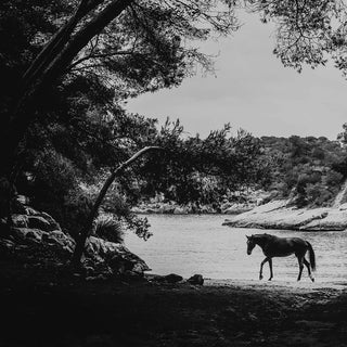 Black and white fine art photography print of a horse in Mallorca walking beneath trees by a river by Carolin Felgner - scene detail