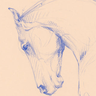 original equestrian line art sketch of a horse with an arched neck by equine artist Danielle Demers - horse head detail