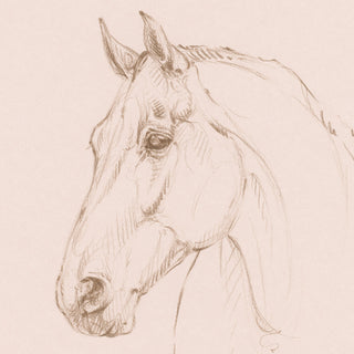 Minimalist equestrian sketch of a horse portrait by equine artist Danielle Demers - horse head detail