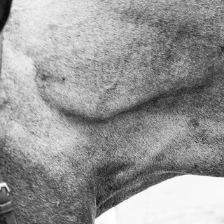 Detailed equine photography art print of a hunter with a braided mane by Morgan German - neck muscle detail