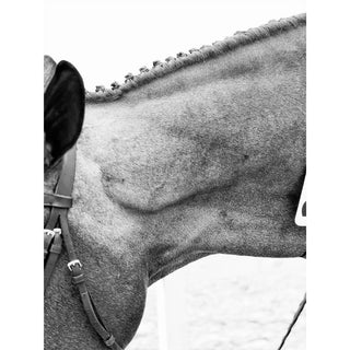 Detailed equine photography art print of a hunter with a braided mane by Morgan German