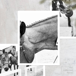 Detailed equine photography art print of a hunter with a braided mane by Morgan German - paper giclée mockup