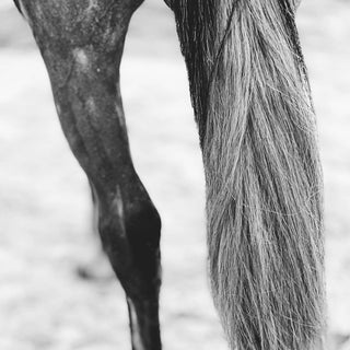 Black and white equine photography art print of a gray horse's hocks by Morgan German - tail detail