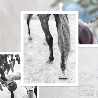 Black and white equine photography art print of a gray horse's hocks by Morgan German - paper giclée mockup