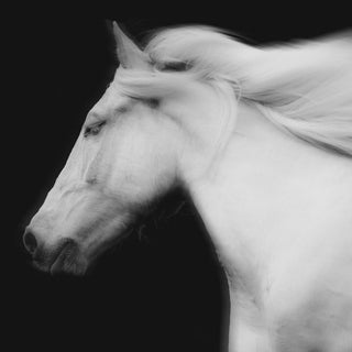 Fine art photography print of a white horse against a black background by Janine Ulbrich - horse head detail