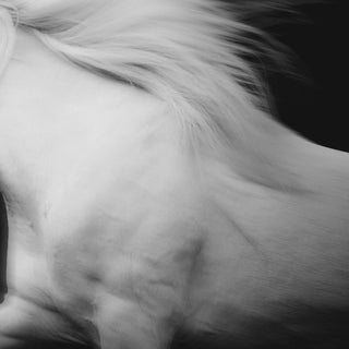 Fine art photography print of a white horse against a black background by Janine Ulbrich - horse mane and withers detail