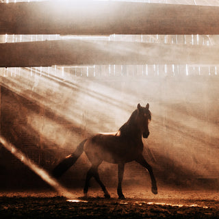Dramatic fine art photo of a horse inside a dusty arena by Janine Ulbrich - horse detail