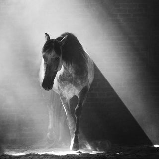 Black and white fine art equine photography by Janine Ulbrich - horse detail