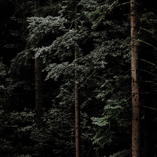 Fine art photography print of a gray horse in a dark forest by Janine Ulbrich - forest detail