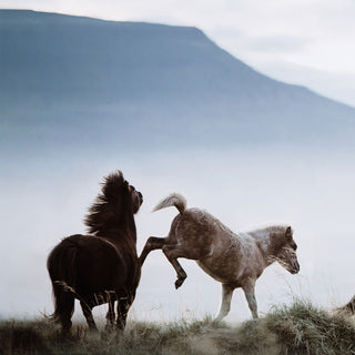 Fine art equine photography print of Icelandic horses by Janine Ulbrich - foal detail