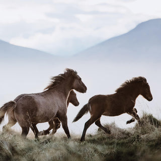 Fine art equine photography print of Icelandic horses by Janine Ulbrich - mare and foal detail