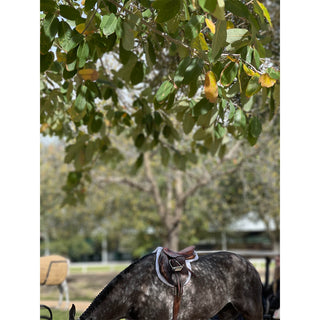 Equestrian photography art print of a dark dapple gray horse wearing english tack with braids by equine photographer Morgan German - full