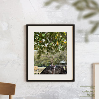 Equestrian photography art print of a dark dapple gray horse wearing english tack with braids by equine photographer Morgan German - wall mockup