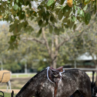 Equestrian photography art print of a dark dapple gray horse wearing english tack with braids by equine photographer Morgan German - detail 1