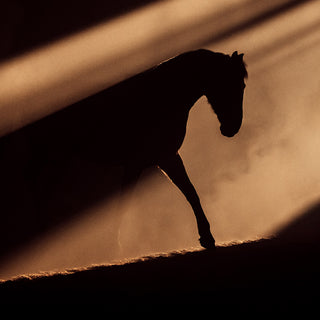 Dramatic equine photography art print of a horse silhouetted against golden sunlight by Anna Archinger 