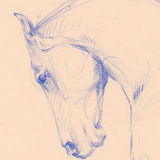 Equine illustration art print of a horse in blue pencil by Danielle Demers