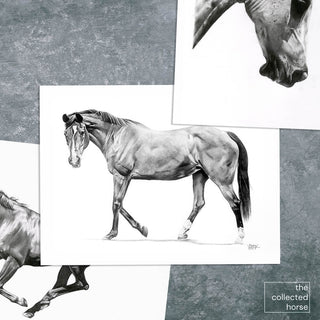 Fine art prints of original charcoal drawings by equine artist Hailey Sullivan