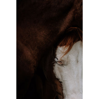Equine fine art print of a Quarter Horse foal and mother by Lara Baeriswyl