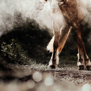 Fine art photography print of a Haflinger horse in a cloud of dust by Lara Baeriswyl - detail 2