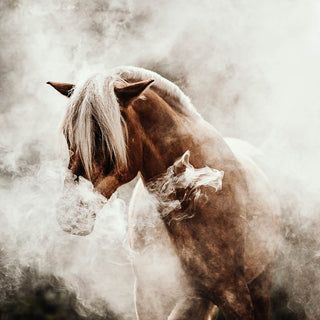 Fine art photography print of a Haflinger horse in a cloud of dust by Lara Baeriswyl - horse head detail