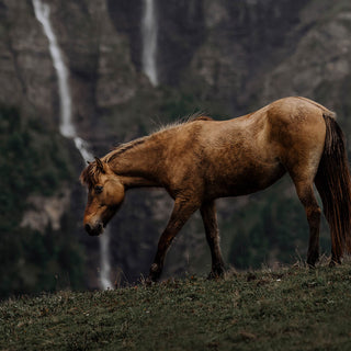 Equine wall art print of an Icelandic horse by a waterfall by Lara Baeriswyl - horse detail