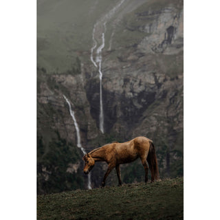 Equine wall art print of an Icelandic horse by a waterfall by Lara Baeriswyl