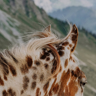 Fine art horse photography print of a Appaloosa horse in the Swiss mountains by Lara Baeriswyl - horse ear detail