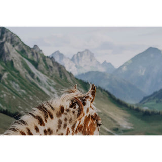 Fine art horse photography print of a Appaloosa horse in the Swiss mountains by Lara Baeriswyl