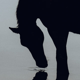 Fine art print of a horse silhouette reflected in water by photographer Lara Baeriswyl - horse detail 1
