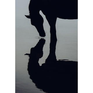 Fine art print of a horse silhouette reflected in water by photographer Lara Baeriswyl