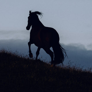 Equine fine art photography print of 4 horses at dusk by Lara Baeriswyl - horse detail 2