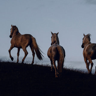 Equine fine art photography print of 4 horses at dusk by Lara Baeriswyl - horse detail 1