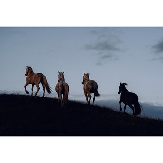 Equine fine art photography print of 4 horses at dusk by Lara Baeriswyl