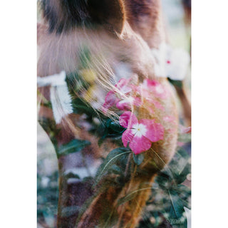 Multiple exposure film photography art print of a chestnut pony and pink flowers by Sara Ceraldi