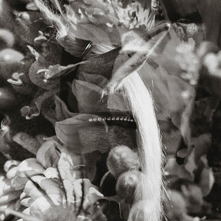 multiple exposure film photo of a horse with flowers in black and white by sara ceraldi - ear detail