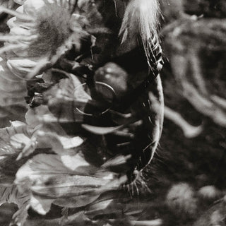 multiple exposure film photo of a horse with flowers in black and white by sara ceraldi - muzzle detail