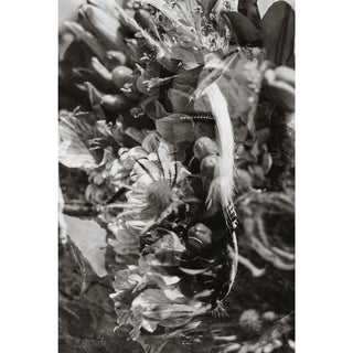 multiple exposure film photo of a horse with flowers in black and white by sara ceraldi